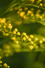 beautiful yellow flowering plant Solidago, commonly called goldenrods with tiny buds and flowers, vertical soft focused macro shot