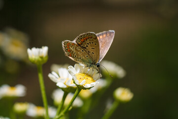 Aricia agestis, the brown argus butterfly in the family Lycaenidae sitting on camomile, chamomile flower. Soft focused macro shot
