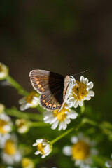 Aricia agestis, the brown argus butterfly in the family Lycaenidae sitting on camomile, chamomile flower. Soft focused macro shot