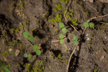 green moss and tiny grass with round leaves on ground, soft focused macro shot. New life spring time