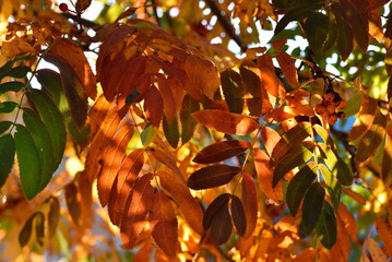 Yellow-green-red leaves of mountain ash in autumn in the rays of the setting sun. Beautiful...