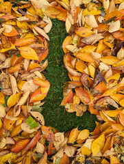 The letter L formed from colorful autumn leaves on grass