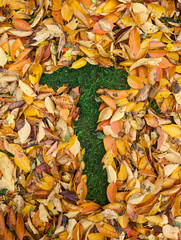 The letter T formed from colorful autumn leaves on grass