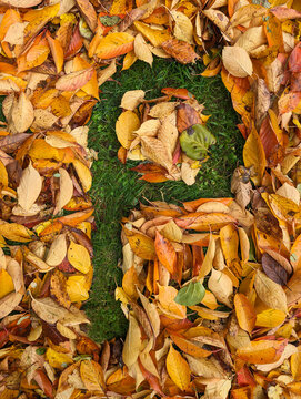The letter P formed from colorful autumn leaves on grass