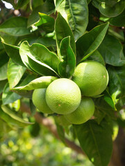Green ripe lime fruit (Citrus aurantifolia) grow on tree branch. Fresh bunch of natural fruits growing in homemade garden. Close-up. Organic farming, healthy food, BIO viands, back to nature concept.