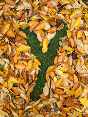 The letter Y formed from colorful autumn leaves on grass