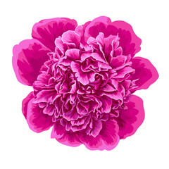 Realistic pink peony isolated. Vector.