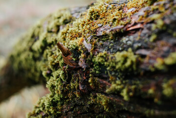 Natural texture of green moss on the bark of a tree. Close-up, selective focus