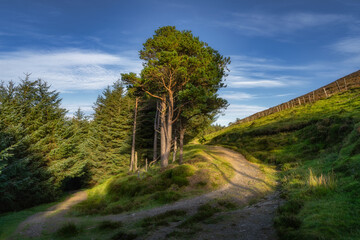 Winding country road turning around pine trees. Hiking in Wicklow Mountains, footpath leading through forest, Ireland