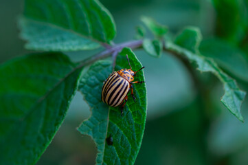 Close-up of a colorado bug eating leaves