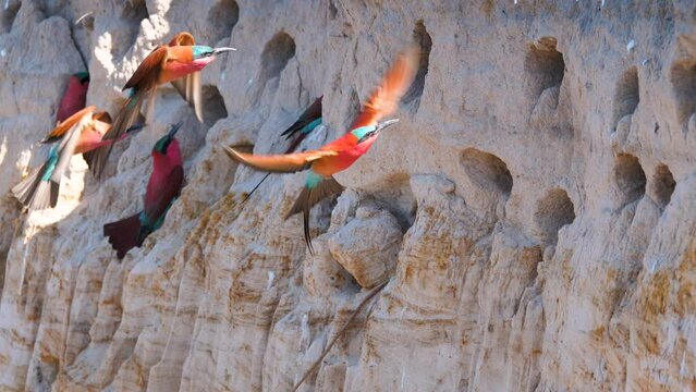 Bright graceful Merops birds fly near many of their nests in the sandy shore on the cliff of the Okavango River. National Park in Africa