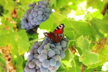 European peacock butterfly sits on ripe grapes