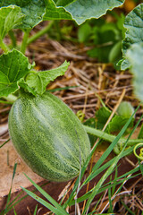 Small watermelon fruit plant on ground as farm to table ingredient