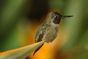 Anna's Hummingbird, Calypte anna, infected with Avian Poxvirus, shown in Pasadena, California. Nearly 5% of birds in California are infected with this virus.