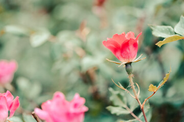 Close up of single pink rose