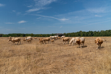 Obraz premium Curious, beige blond cows of Aquitaine on a yellow meadow under a blue sky. Big herd