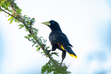 Large black and yellow Crested Oropendola perched on a branch in the sky