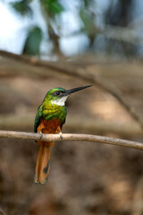 rufous tailed jacamar, male in tropical Pantanal