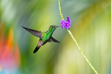 Brilliant green hummingbird feeding on a purple flower while flying with wings spread