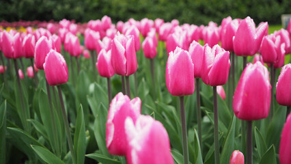 Tulip flowers in pink and white color.