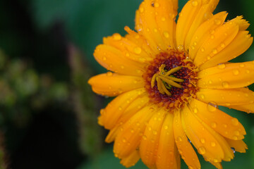 Fields full of beautifully blooming marigolds in summer in Germany, close-up. 