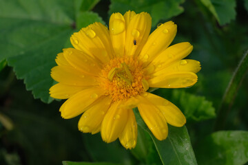 Close-up of a flower in bloom in summer. Colourful, bright and bee-friendly in the gardens and fields of Bavaria.