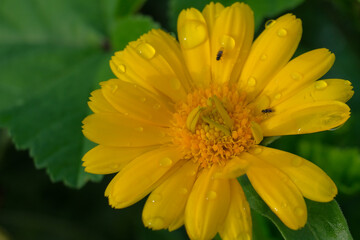 Close-up of a flower in bloom in summer. Colourful, bright and bee-friendly in the gardens and fields of Bavaria.