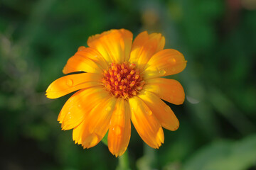 Close-up of a flower in bloom in summer. Colourful, bright and bee-friendly in the gardens and fields of Bavaria.