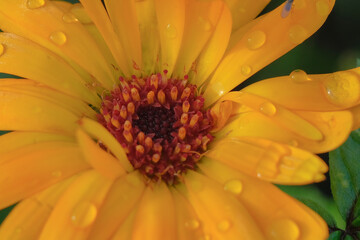Close-up of a flower in bloom in summer. Colourful, bright and bee-friendly in the gardens and fields of Bavaria.