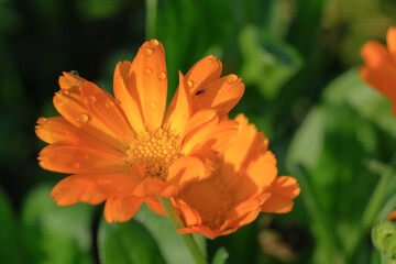 Close-up of a flower in bloom in summer. Colourful, bright and bee-friendly in the gardens and fields of Bavaria.