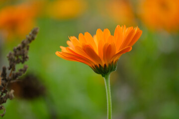 Close-up of a flower in bloom in summer. Colourful, bright and bee-friendly in the gardens and fields of Bavaria.