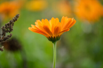 Close-up of a flower in bloom in summer. Colourful, bright and bee-friendly in the gardens and fields of Bavaria.