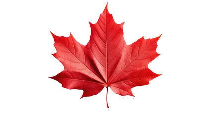 Red maple leaf as an autumn symbol as a seasonal themed concept as an icon of the fall weather isolated on transparent background - Powered by Adobe