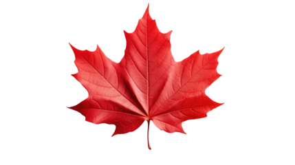Red maple leaf as an autumn symbol as a seasonal themed concept as an icon of the fall weather isolated on transparent background