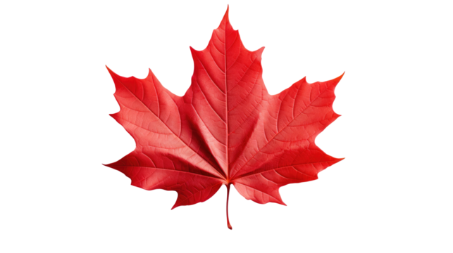 Red maple leaf as an autumn symbol as a seasonal themed concept as an icon of the fall weather isolated on transparent background