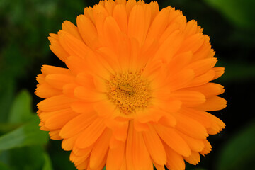 Fields full of beautifully blooming marigolds in summer in Germany, close-up. 