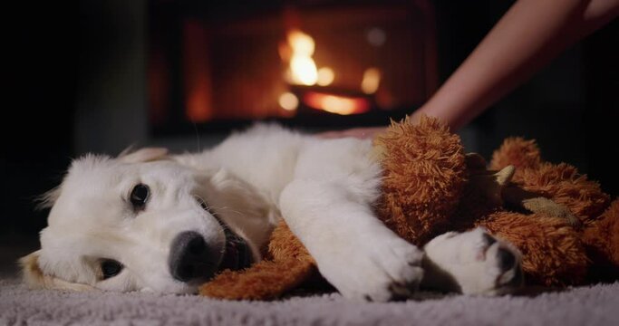 The owner plays with a cute golden retriever puppy holding a stuffed puppy in his paws. Against the backdrop of a burning fireplace