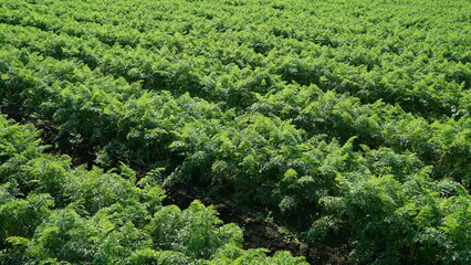 A field growing carrot crops