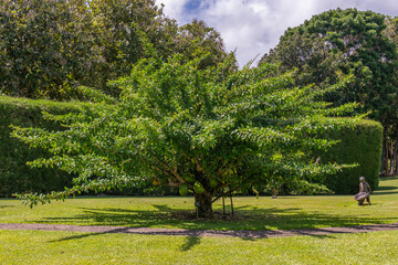 A beautiful Calabash tree scientific name Crescentia cujete in Kauai, Hawaii, United States.
