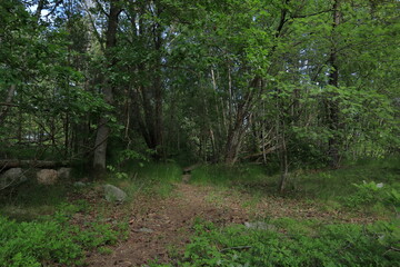 Typical summer forest. Green grass trunks, plenty of pine and fir trees.