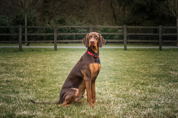 Sprizsla dog - cross between a Vizsla and a Springer Spaniel - sitting looking slighty off camera