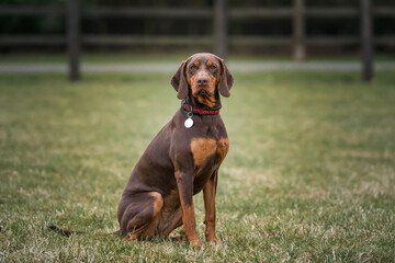 Sprizsla dog - cross between a Vizsla and a Springer Spaniel - sitting looking directly at the camera