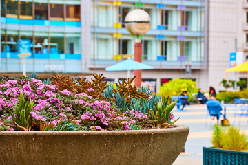 Pretty pink flowers among green succulent plants in concrete pot in Union Square, San Francisco, CA