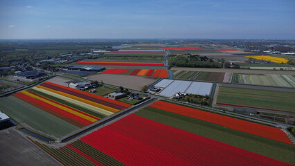 Tulips in The Netherlands
Tulipany w Holandii