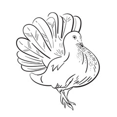 Realistic White decorative dove sketch illustration. doodle silhouette, on white background. Vector illustration or element for your design.