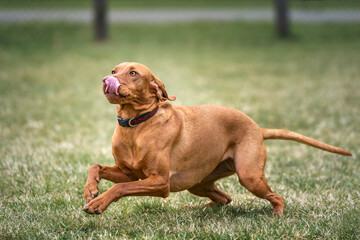 Sprizsla dog - cross between a Vizsla and a Springer Spaniel - on a run with her tongue out