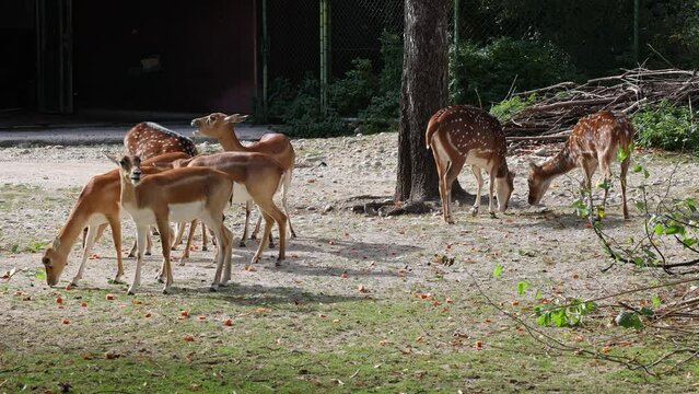 Chital or cheetal deer, Axis axis, also known as spotted deer or axis deer in a German National Park.