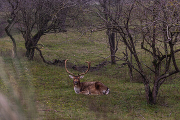 Beautiful deer with big horns walk in the forest, park. Deer eat grass. Beautiful foggy morning. Deer graze on the lawn. National Park with animals, deer.
