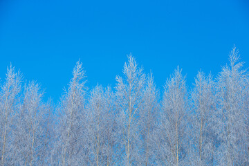 Winter frosty sunny day. The tops of the birches are covered with shimmering frost.