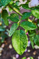 Dew drops on green leaves of plant close up, nature in outdoor area